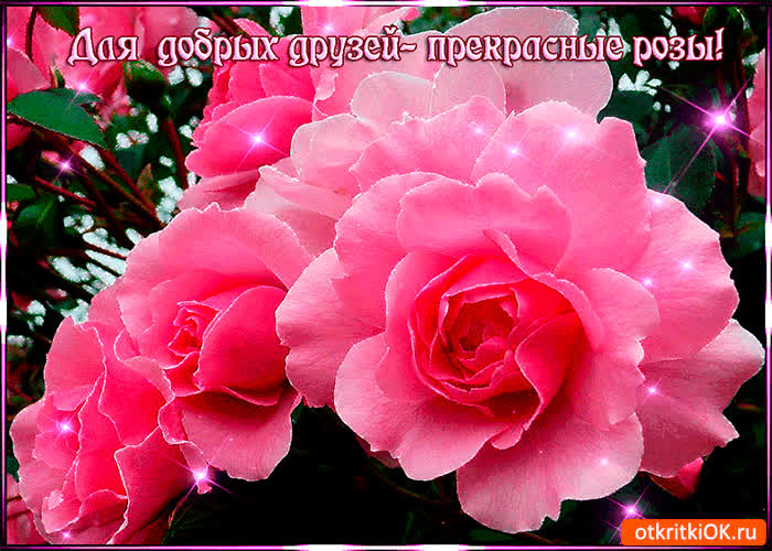 Картинка для добрых друзей прекрасные розы