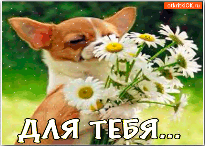 Открытка для тебя букетик ромашек, милая моя