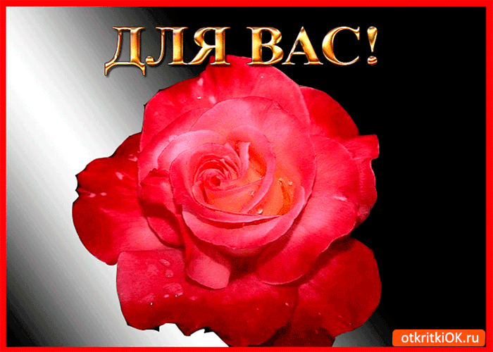 Открытка для вас милейший цветок