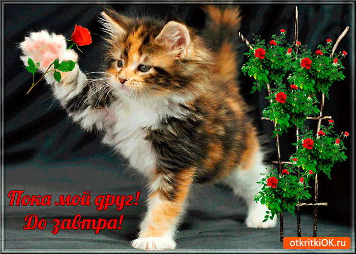 Открытка до завтра мой друг