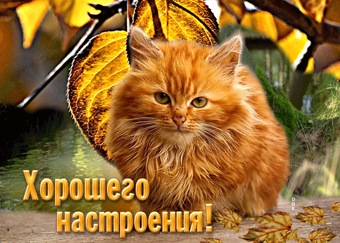 Picture добрая открытка хорошего настроения