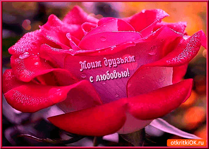 Картинка друзьям с любовью роза