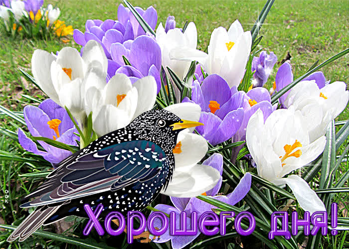 Picture душевная открытка хорошего дня! с птичкой