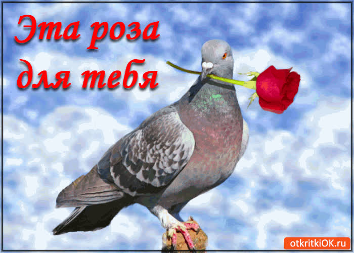 Картинка эта роза для тебя!
