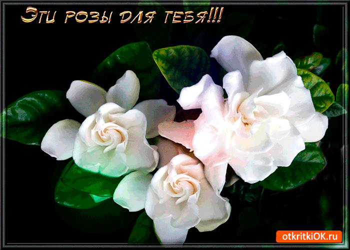 Картинка эти белые розы для тебя