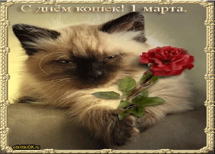 Картинка фото ко дню всемирного дня кошек