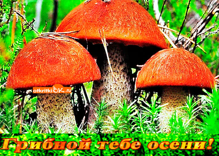 Картинка грибной тебе осени