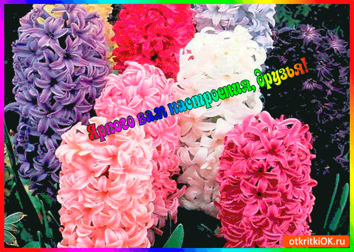 Картинка яркого как сирень настроения