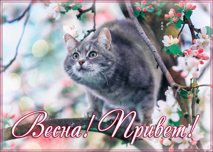 Postcard идеальная открытка весна! привет