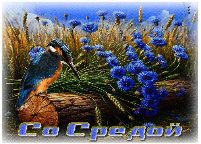 Picture игривая летняя гиф-открытка со средой