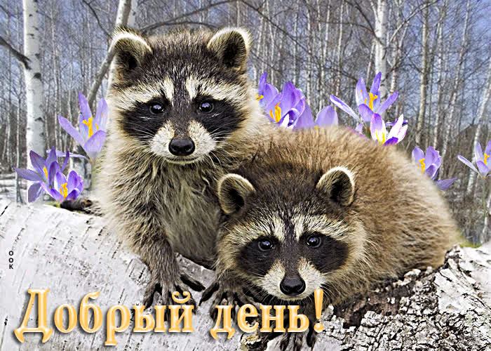 Picture исключительная открытка с енотами добрый день!