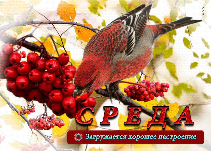 Postcard искренняя анимационная открытка среда! загружается хорошее настроение