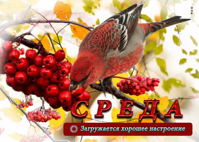 Postcard искренняя анимационная открытка среда! загружается хорошее настроение