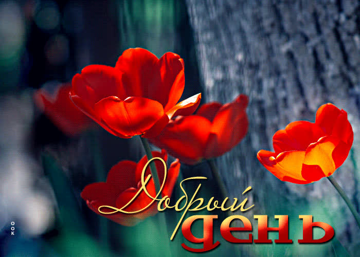 Postcard изумительная открытка добрый день! с тюльпанами