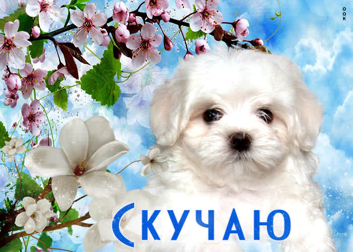 Postcard изящная открытка с милой собачкой скучаю!