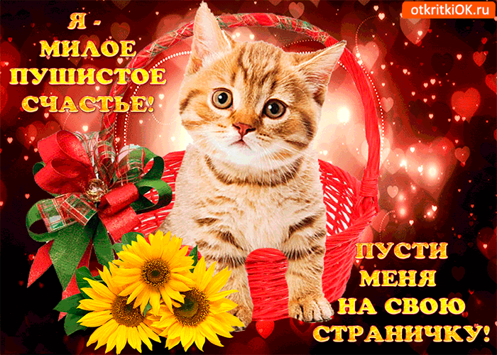 Открытка я милое пушистое счастье