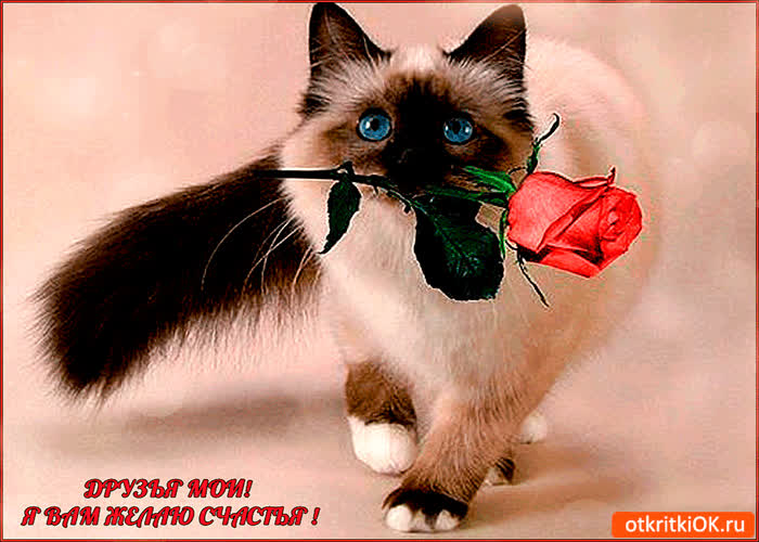 Картинка я вам желаю счастья друзья