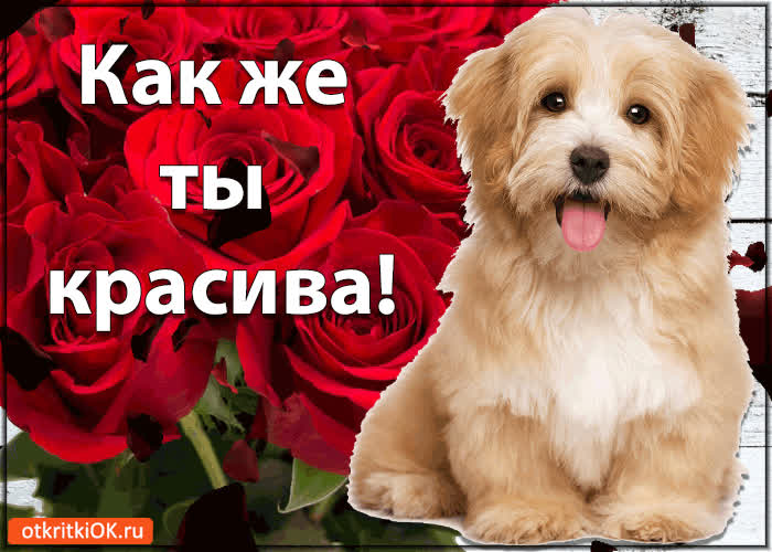 Картинка как же ты красива!