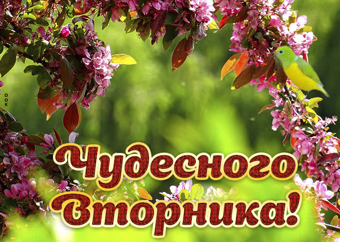 Картинка картинка чудесного вторника с цветами