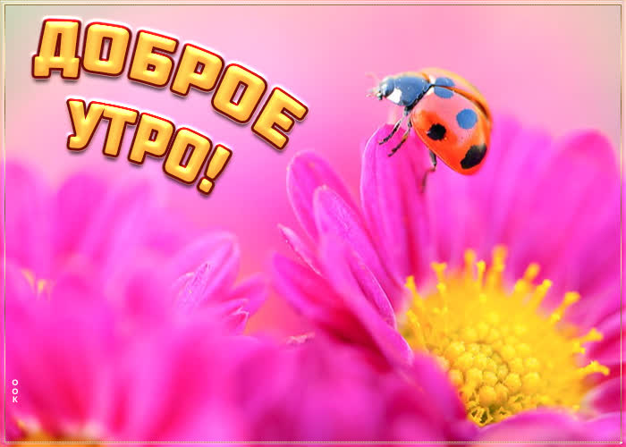Открытка картинка доброе утро с божьей коровкой