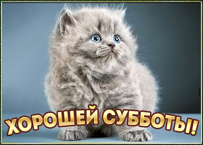 Открытка картинка хорошей субботы с кошкой
