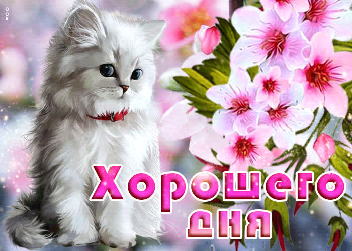 Картинка классная открытка хорошего дня с белой кошкой