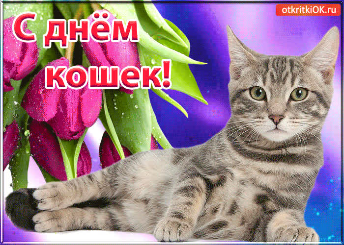 Картинка красивая картинка с днём кошек