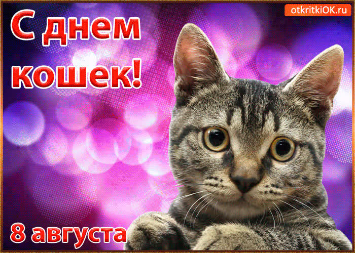 Картинка красивая картинка с днём кошек