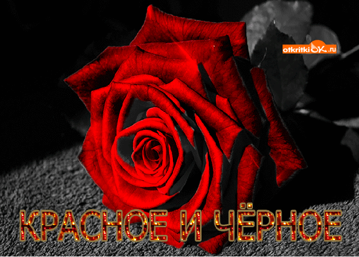 Открытка красно черная роза