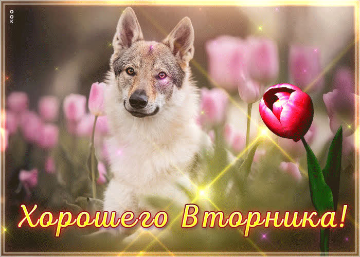 Picture легкая и завораживающая гиф-открытка хорошего вторника