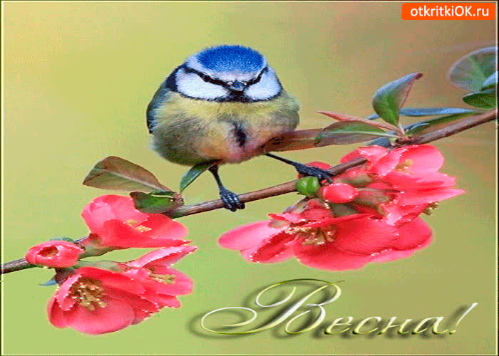 Картинка любимая весна