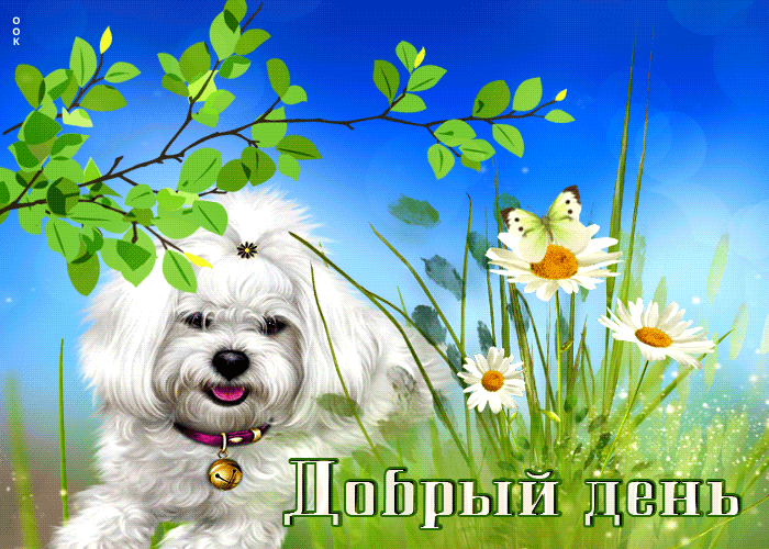 Picture лучистая открытка добрый день! с собачкой