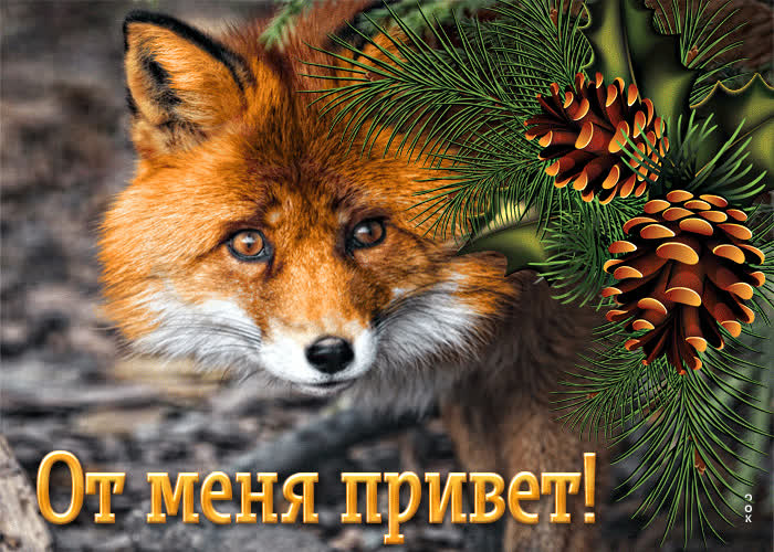 Picture магическая открытка с лисой от меня привет