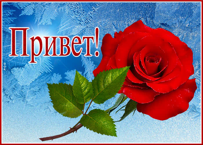 Postcard милая анимированная открытка с розочкой привет!