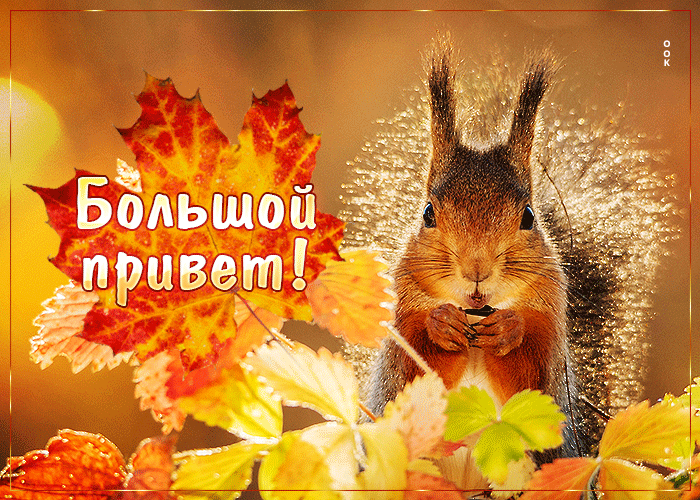 Picture милая открытка с белочкой большой привет!