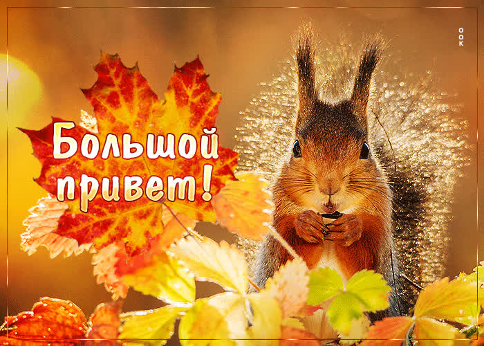 Picture милая открытка с белочкой большой привет!