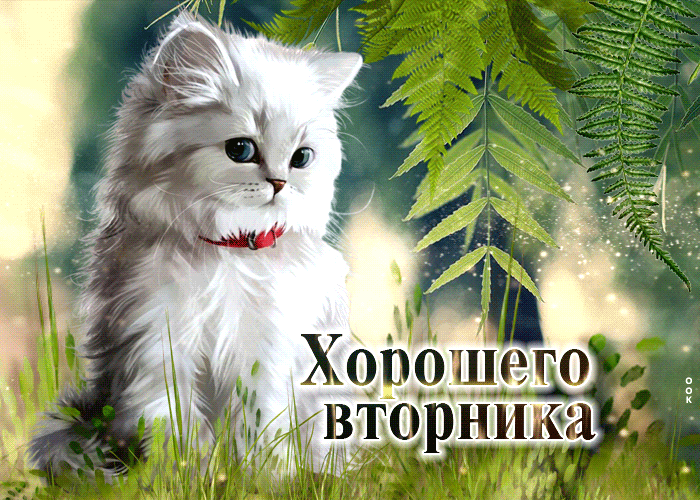 Postcard милая открытка с кошечкой хорошего вторника