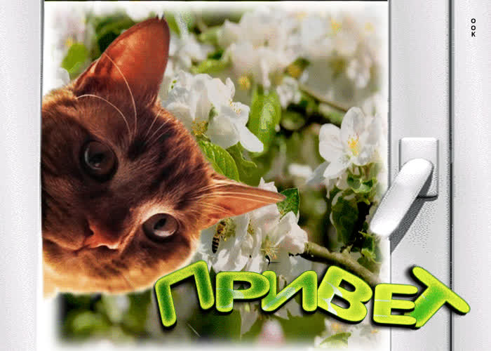 Postcard милая открытка с котом у окна привет