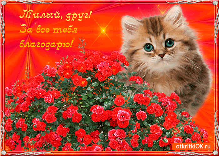 Картинка милый друг это тебе