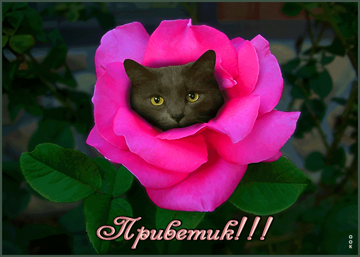 Открытка милый приветик от меня