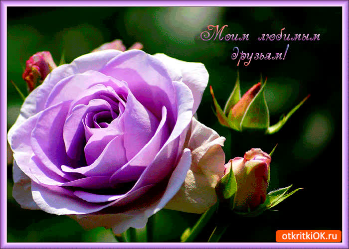 Картинка моим любимым друзьям нежная роза