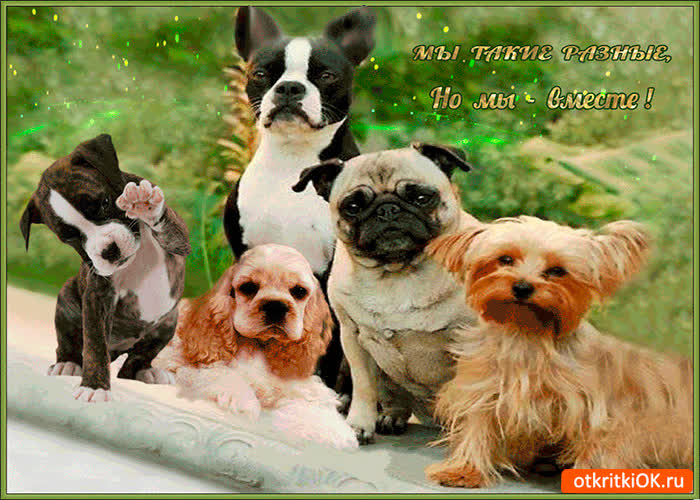 Картинка мы такие разные но мы вместе