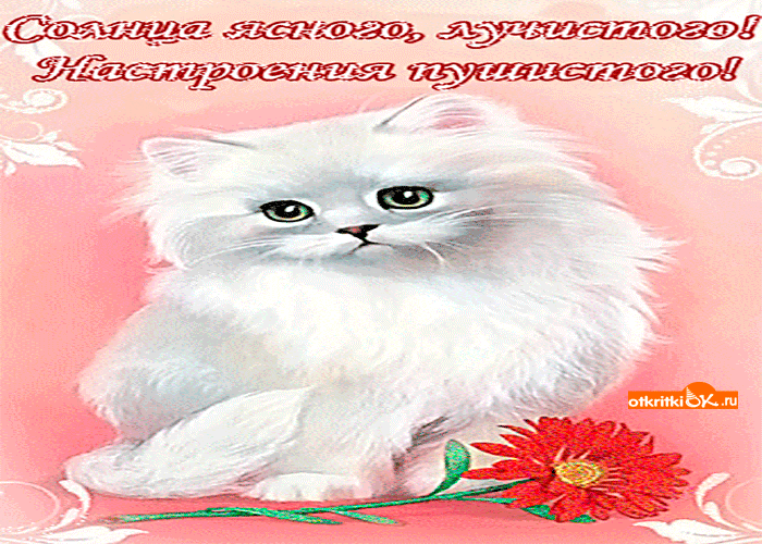 Открытка настроения пушистого