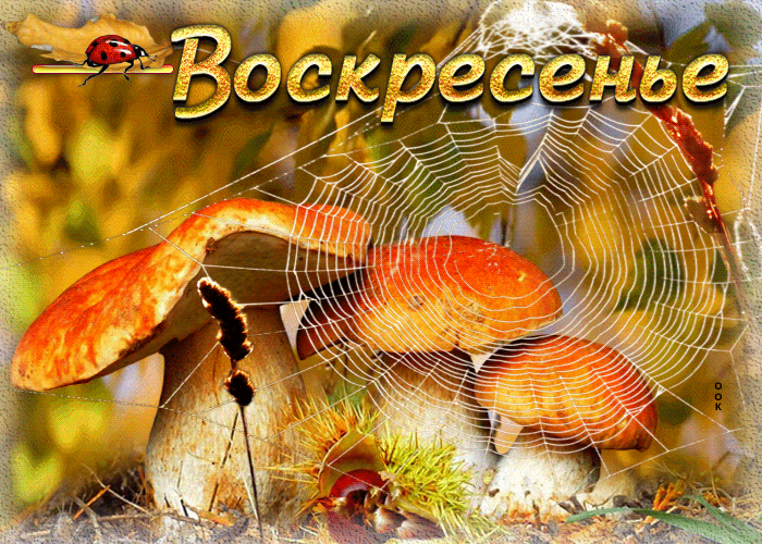 Postcard необычная анимационная открытка воскресенье