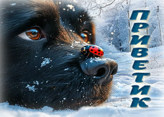 Picture незабываемая зимняя гиф-открытка приветик