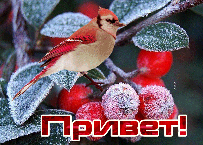 Открытка нежнейший приветик