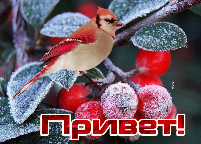 Картинка нежнейший приветик