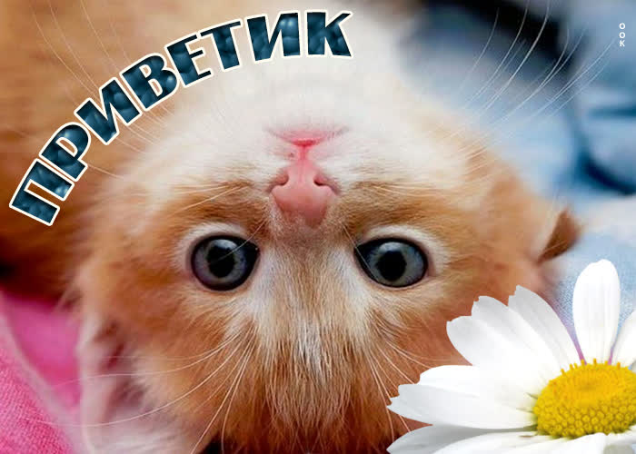 Открытка нежный, ромашковый тебе приветик
