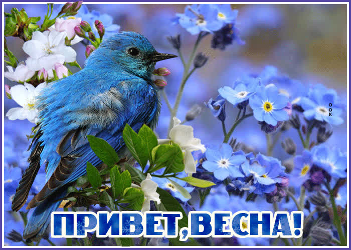 Картинка нежный весенний привет