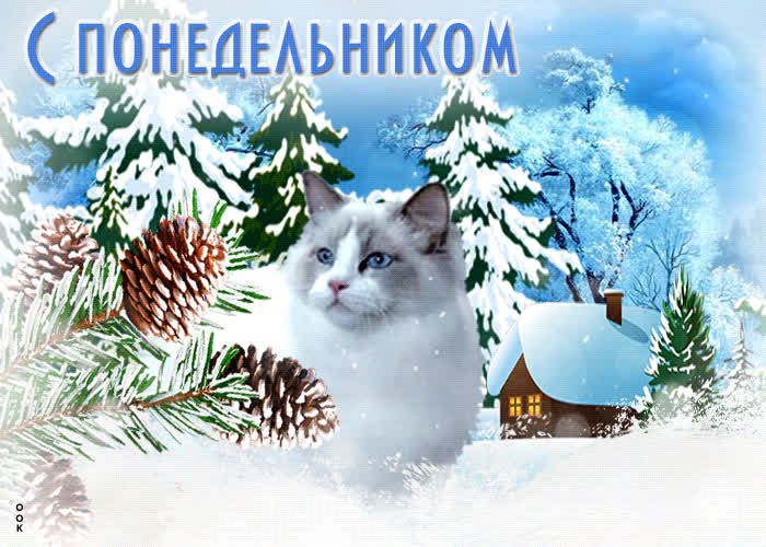 Postcard нежная открытка с белой кошкой с понедельником!